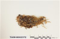 藏品(蔓苔科)的圖片